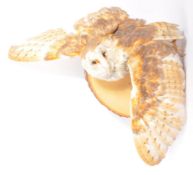 20TH CENTURY TAXIDERMY OWL STUDY ON PLAQUE