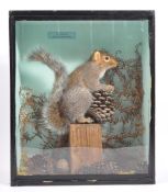 20TH CENTURY TAXIDERMY STUDY OF GREY SQUIRREL
