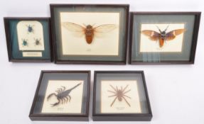 COLLECTION OF VINTAGE FRAMED INSECTS / ENTOMOLOGY INTEREST