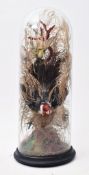 TAXIDERMY - VICTORIAN STUDY OF RED CARDINAL & FINCH IN DOME