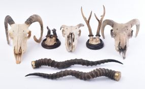 SEVEN EARLY 20TH CENTURY MOUNTED ANIMAL SKULLS