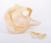 CONTEMPORARY 3D LASER SCAN MODEL OF A MEGAPIRANHA HEAD