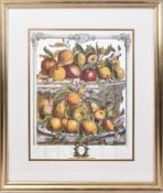 VINTAGE PRINT OF 1732 ROBERT FURBER FRUIT ENGRAVING