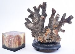 NATURAL HISTORY - ELKHORN CORAL SPECIMEN & CASED SEA URCHIN