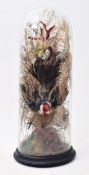 TAXIDERMY - VICTORIAN STUDY OF RED CARDINAL & FINCH IN DOME