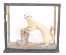 OF TAXIDERMY INTEREST - MID 20TH CENTURY STOAT / WEASEL CASED