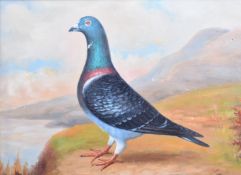 20TH CENTURY OIL ON CANVAS PAINTING OF A PIGEON