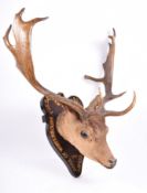 OF NATURAL HISTORY INTEREST - 19TH CENTURY FALLOW STAG HEAD
