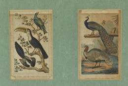 AFTER THOMAS DIXON - TWO FRAMED HAND COLOURED BIRD PRINTS