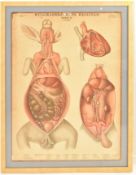 MID CENTURY SWEDISH ANATOMICAL EDUCATIONAL PRINT