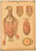 MID CENTURY SWEDISH ANATOMICAL EDUCATIONAL PRINT