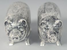 A PAIR OF SILVER PLATED PIG SALT AND PEPPERS.