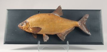 A LARGE TAXIDERMY FISH on a wooden plaque. 20ins long.