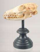 A SKULL on a stand. 5.5ins high.