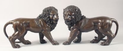 A PAIR OF CAST BRONZE MODELS OF STANDING LIONS. 12ins long.