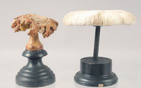 TWO MUSHROOM SPECIMENS on stands 4ins & 3ins high.