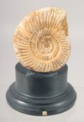 A POLISHED SECTION OF AN AMMONITE 2.5ins high on a stand.
