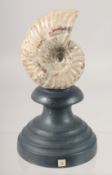 A POLISHED SECTION OF AN AMMONITE 3ins high on a stand.