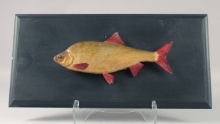 A LARGE TAXIDERMY FISH on a wooden plaque. 13Ins long.
