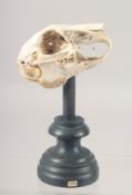 A SKULL on a stand. 3.5ins high.
