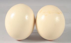 A PAIR OF OSTRICH EGGS. 5.5ins