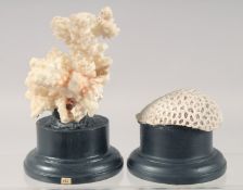 TWO CORK SPECIMENS on stands. 4ins & 2ins.