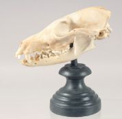 A SKULL on a stand. 6ins long.