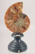 A POLISHED SECTION OF AN AMMONITE 5ins high on a stand.