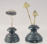 TWO MUSHROOM SPECIMENS on stands. 4.5ins & 3ins high.