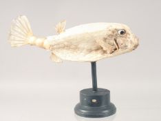 A FISH SPECIMEN on a stand. 10ins long.