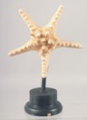 A STAR FISH SPECIMEN on a stand. 8ins high.