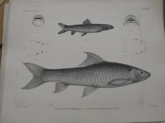 [PISCATORIA] coll'n of 48 prints, of FISH, mainly lithos of 