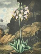 Robert John Thornton (1768-1837), from 'The Temple of Flora', after Henderson, 'The American