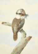 Neville Henry Cayley (1853-1903) Australian, A Kookaburra sitting on a branch with a caught insect
