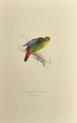 After Lear, a set of twelve 20th Century colour lithographs of parrots, each 18.75