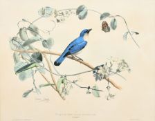 Edouard Travies (19th Century) French, 'Pie-Grieche Bleue de Madagascar', hand-coloured