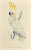 After Lear, a set of twelve 20th Century colour lithographs of parrots, each 18.75