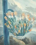 Robobert John Thornton (1768-1837), from 'The Temple of Flora', after Reinagle, 'The Aloe',