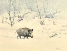 Early 20th Century German School, a wild boar walking through a winter landscape, watercolour,