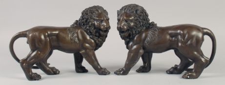 A GOOD PAIR OF BRONZE LIONS. 12ins long.