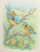 Ella Bruce (20th Century) A Blue Tit feeding her chick on a branch with Spring flowers below,