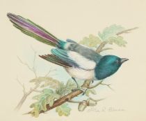 Ella Bruce (20th Century) A Magpie on an acorn branch, watercolour, signed in pencil, inscribed, 6.