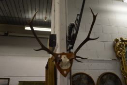 A part skull with antlers mounted on a shield shaped plaque.