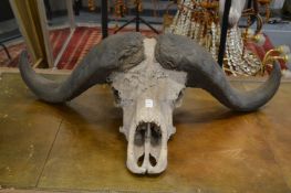 A large water buffalo skull with horns.
