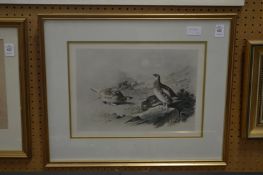 Archibald Thorburn, a group of game birds, colour print.