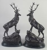 AFTER JULES MOIGNIEZ. A LARGE PAIR OF BRONZE STAGS on a marble base. Signed, 30ins high.
