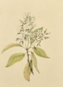 A collection of nine late 19th Century botanical studies, watercolour, all around 11