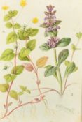 C. F. Newall (Circa 1910), a set of eight botanical watercolours, each signed, 9