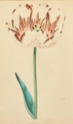A set of four 19th Century hand-coloured engravings of tulips, each 9.5