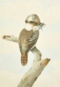 Neville Henry Cayley (1853-1903) Australian, A Kookaburra sitting on a branch with a caught insect